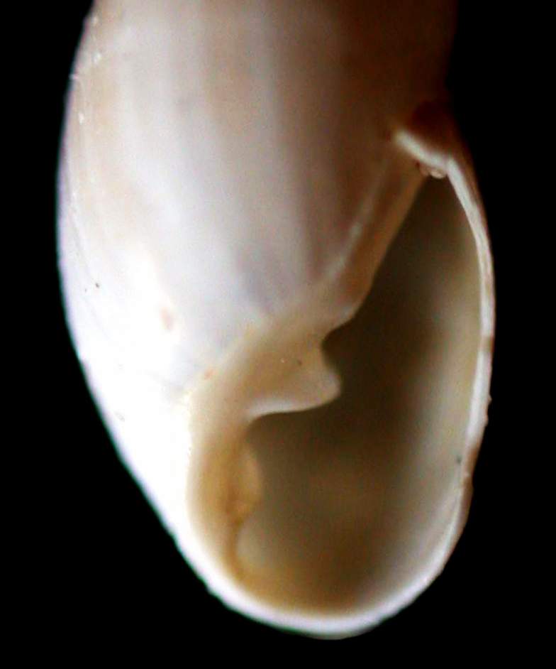 Auriculinella (Leucophytia) bidentata (Montagu, 1806)